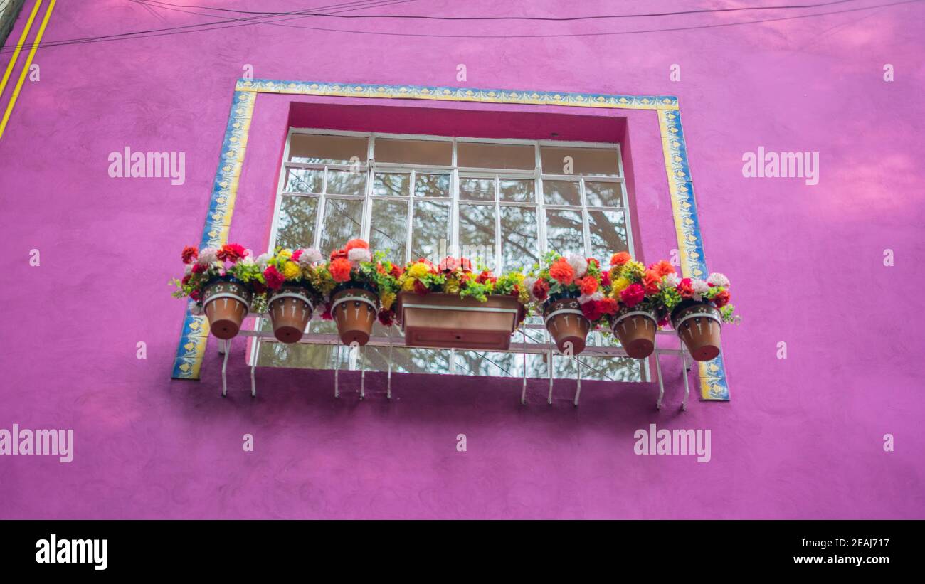 Bunte Blumen vor dem Fenster eines rosa Hauses Stockfoto