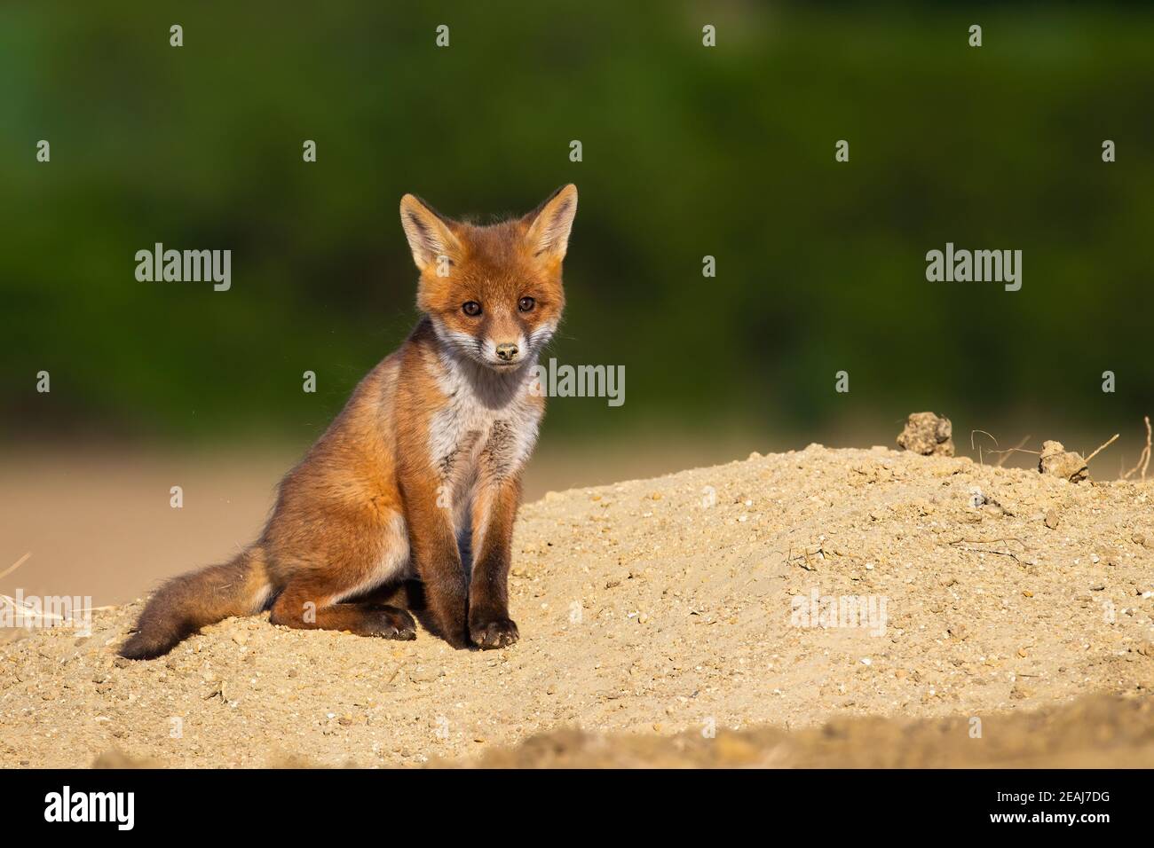 Im Sommer sitzt der Jungvogel auf Sand. Stockfoto