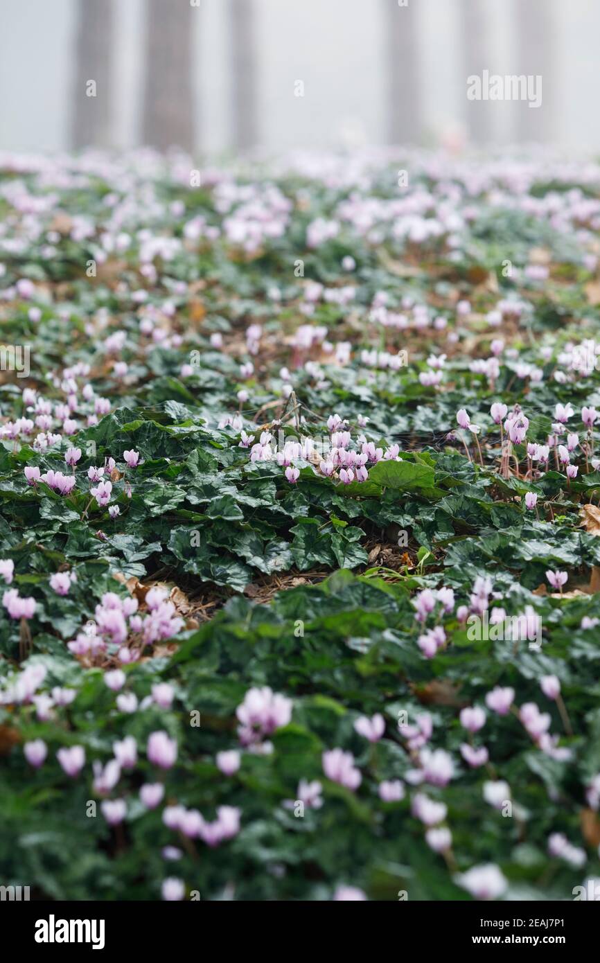 Cyclamen hederifolium auf dem Waldboden bei RHS Wisley. Stockfoto