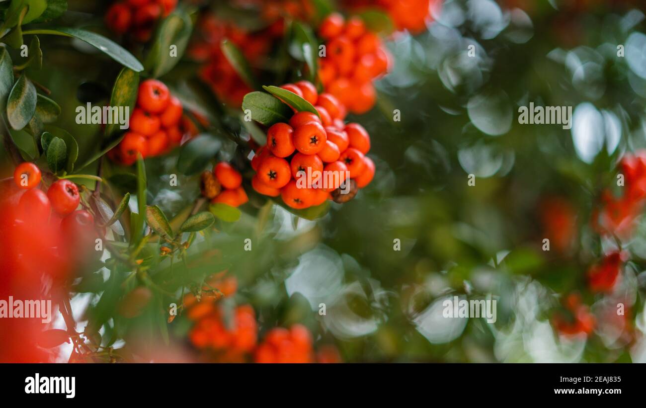 Schöner roter Busch voller Pointleaf Manzanita Frucht Stockfoto