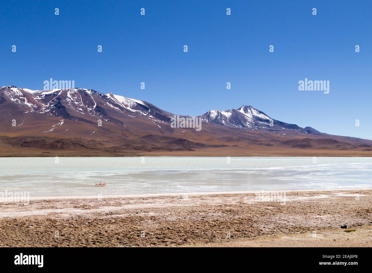 Laguna Hedionda Blick, Bolivien Stockfoto