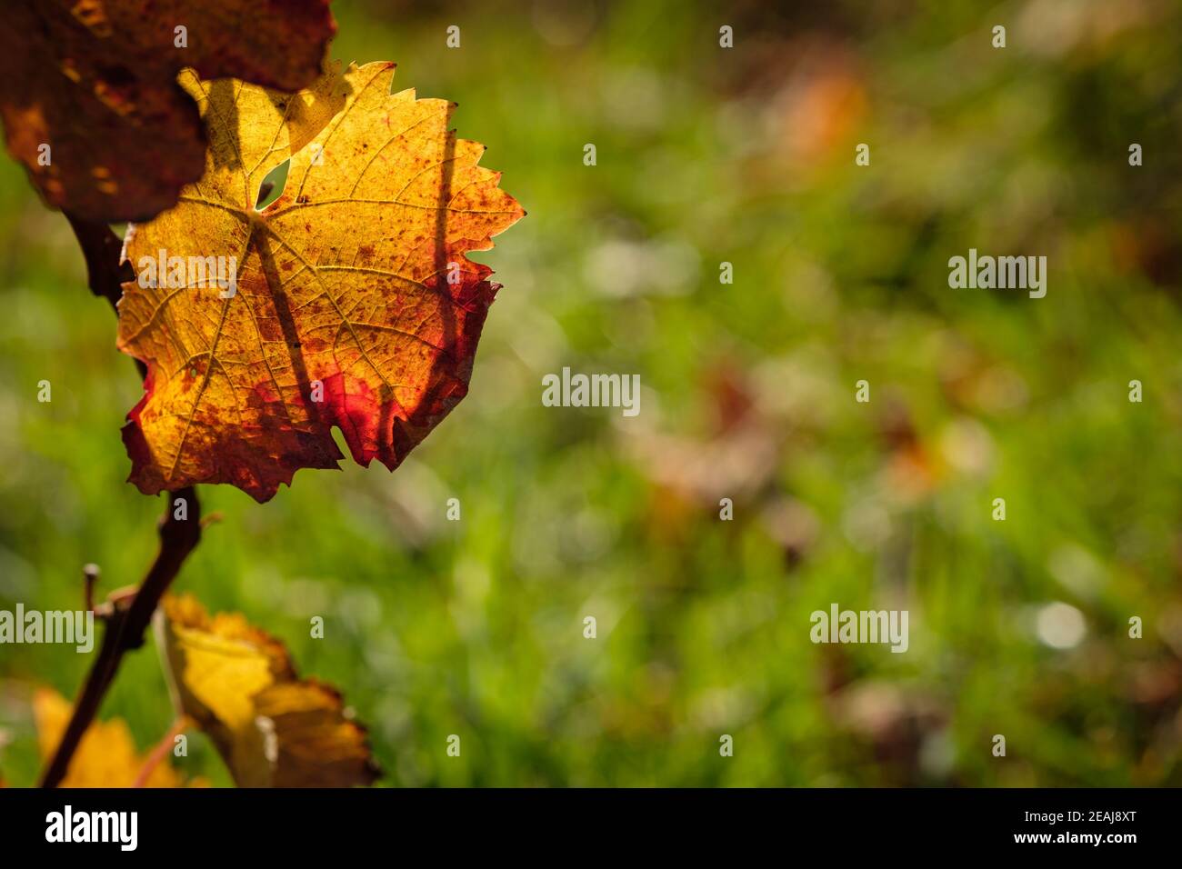 Gelb-rot gefärbte Herbsttraube im Hintergrund beleuchtet Stockfoto