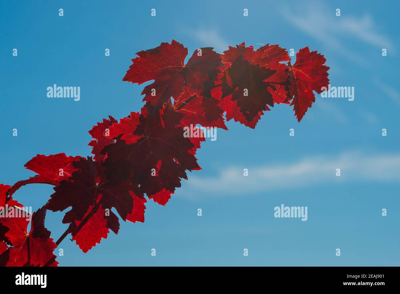 Zweig mit rot gefärbten Traubenblättern mit blauem Himmel Stockfoto