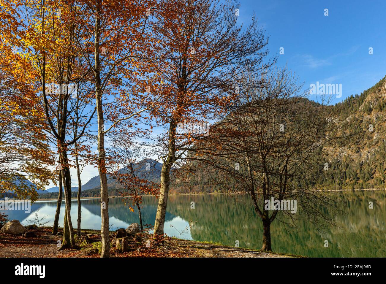 Herbst am Sylvensteiner See Stockfoto
