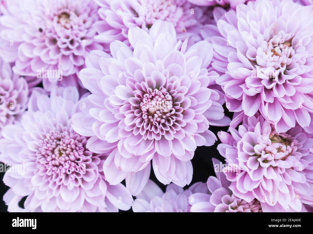 Hellviolette oder violette Mom Blumen im Garten Stockfoto