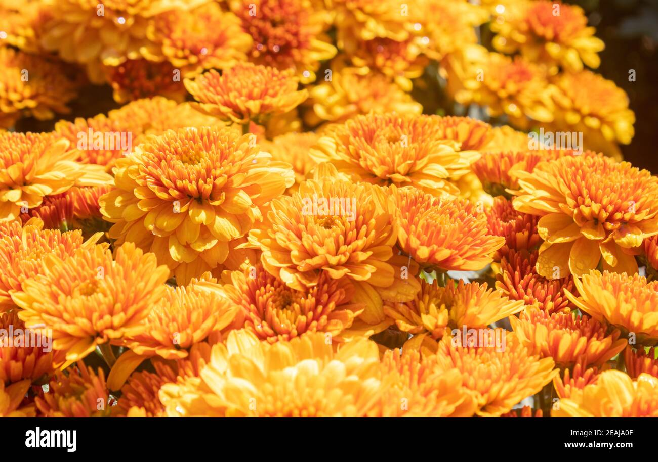 Orange Gelb Chrysantheme oder Mütter Blumen mit natürlichen Licht Hintergrund Stockfoto
