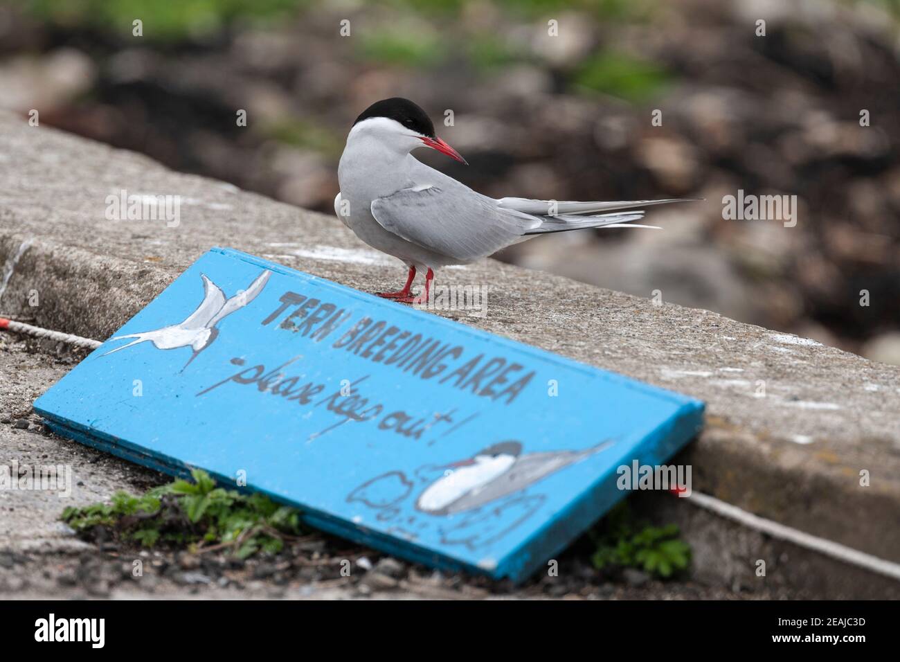 Arktischseeschwalbe (Sterna paradiesaea) im Brutgebiet, Isle of May, Firth of Forth, Schottland. Stockfoto