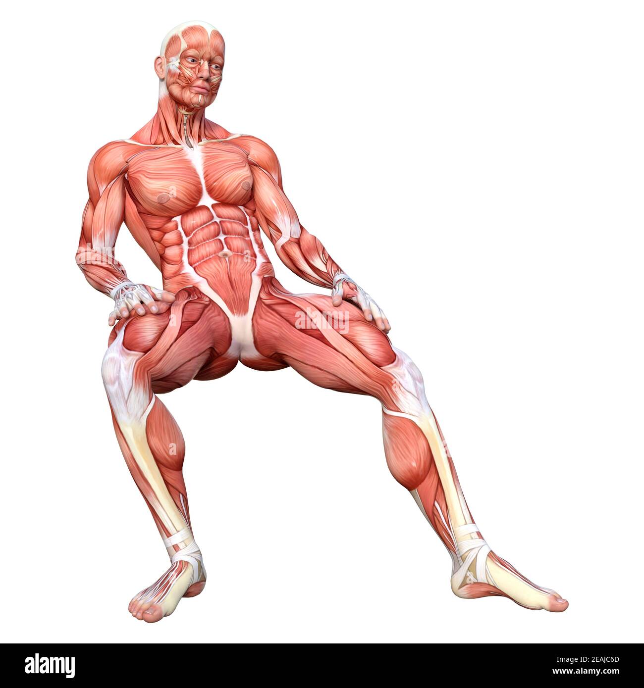 3D-Rendering männliche Anatomie Abbildung auf Weiß Stockfoto