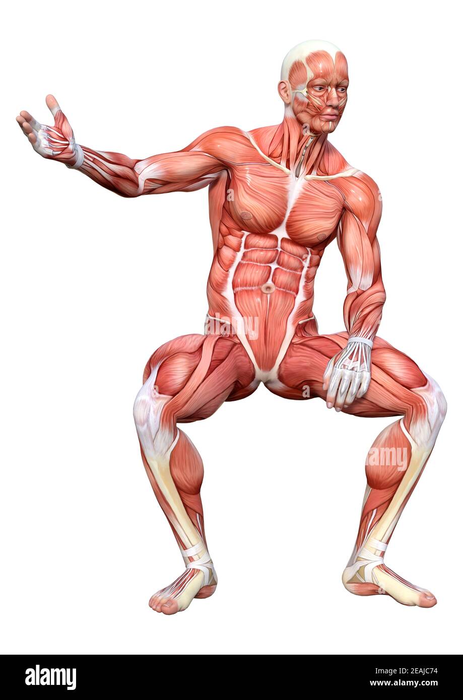 3D-Rendering männliche Anatomie Abbildung auf Weiß Stockfoto