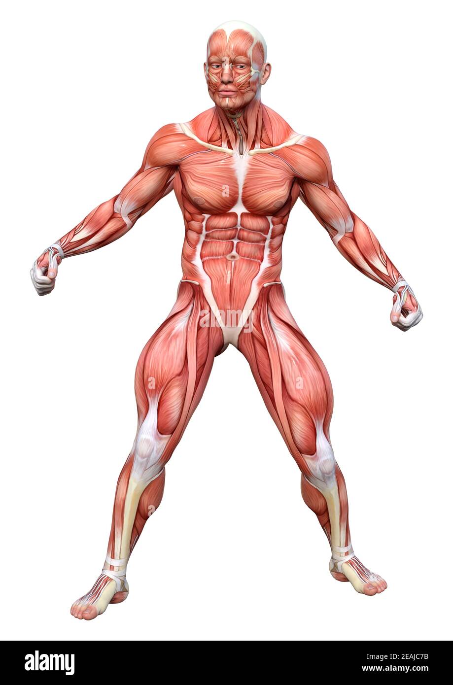 3D-Rendering männliche Anatomie Abbildung auf Weiß Stockfoto