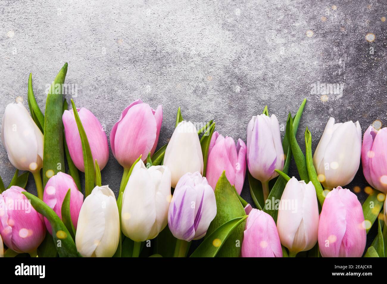 Rosa und weiße Tulpen auf grauem Betongrund, selektiver Fokus. Flach liegend, Kopierplatz Stockfoto