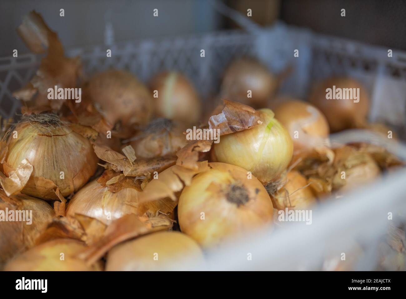 Bilder Von Zwiebeln Stockfotos Und Bilder Kaufen Alamy
