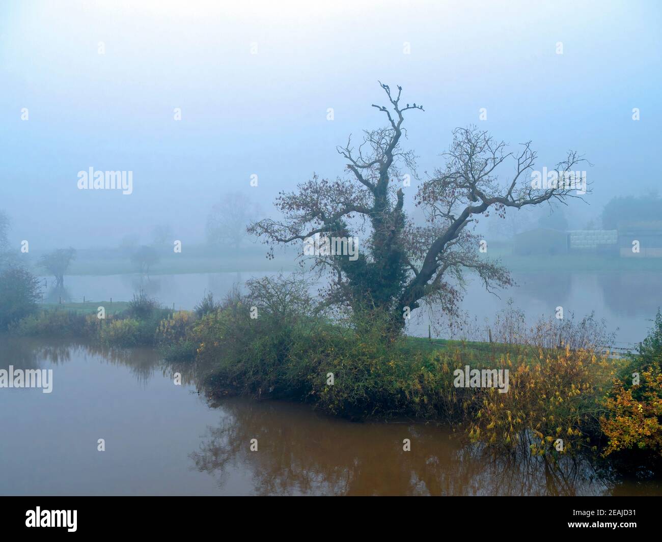 Alter Baum im Nebel in einem überfluteten Feld in der Nähe von York, England Stockfoto
