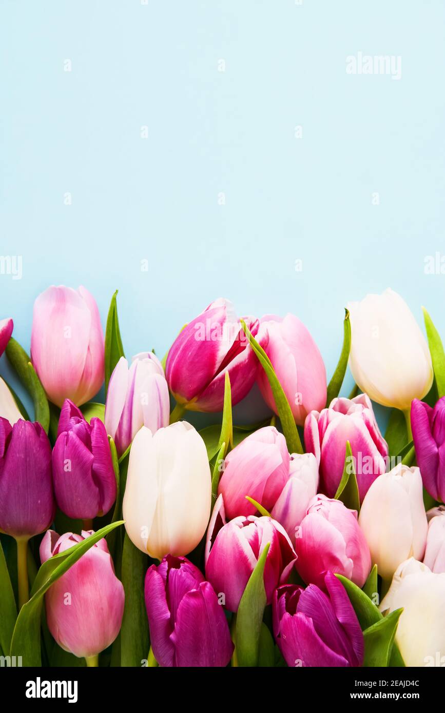 Rosa und weiße Tulpen auf hellblauem Hintergrund, selektiver Fokus. Flach liegend, Platz für Text kopieren Stockfoto