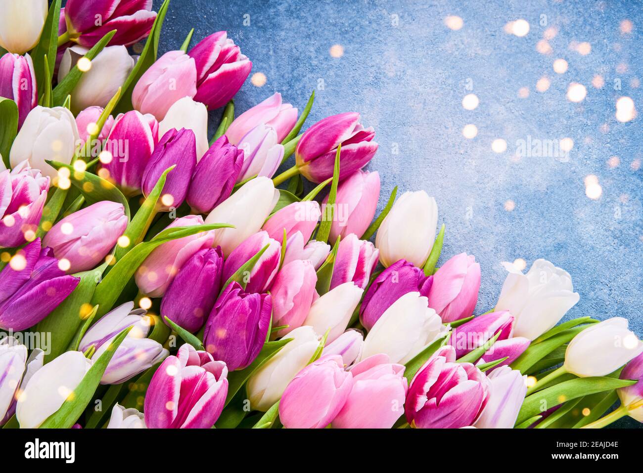 Bouquet von rosa und weißen Tulpen auf einem blauen Hintergrund, selektive Fokus. Flach liegend, Platz für Text kopieren Stockfoto