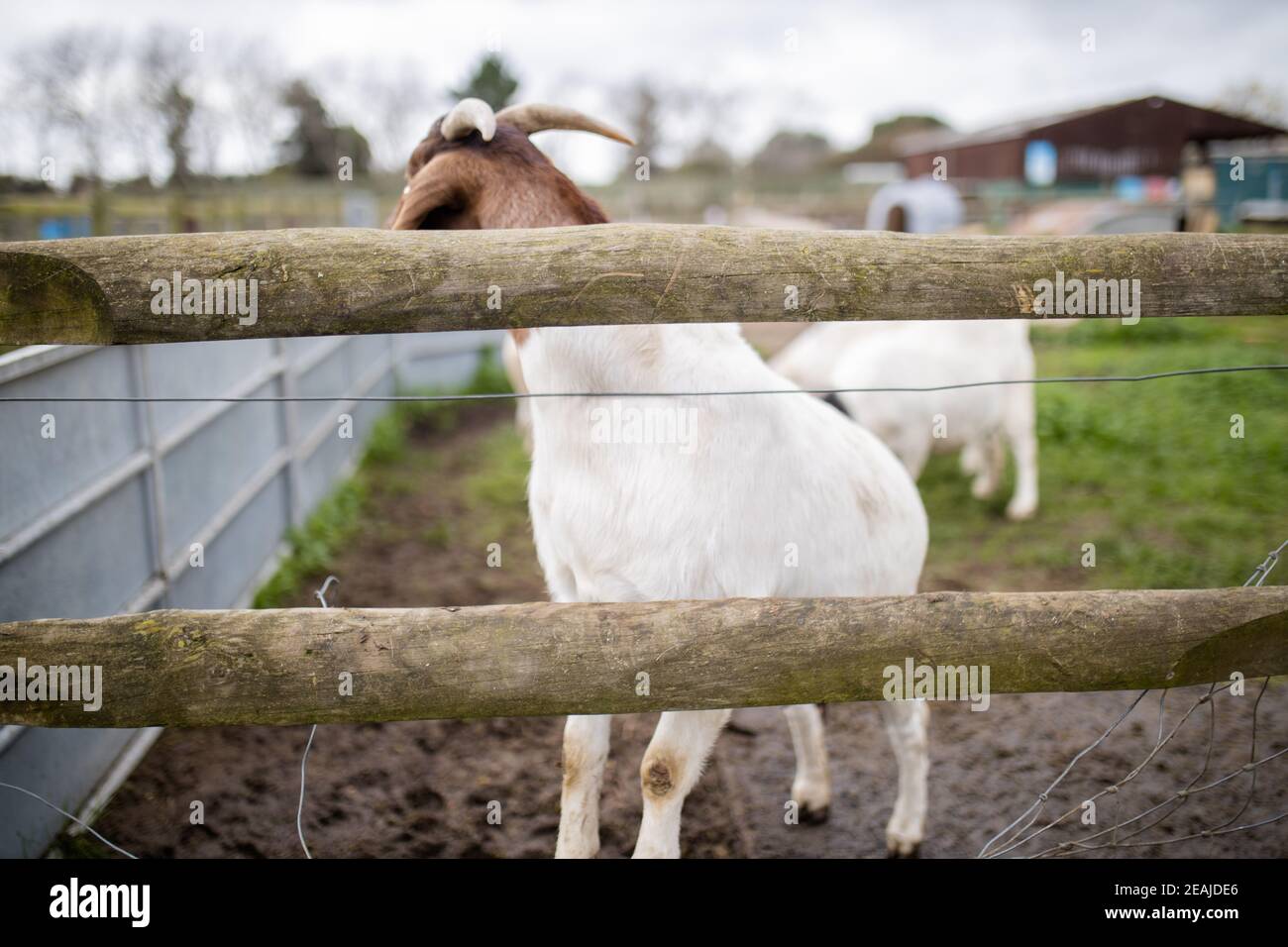Weiße und braune Ziege tänzelnd freudig hinter einem Zaun hinein Ein Bauernhof Stockfoto