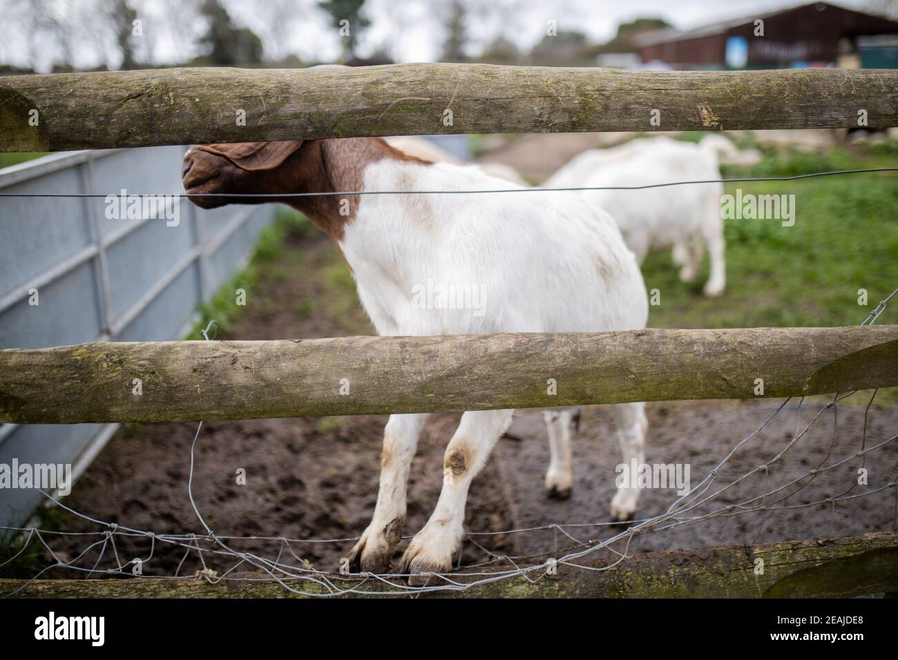 Weiße und braune Ziege tänzelnd freudig hinter einem Zaun hinein Ein Bauernhof Stockfoto