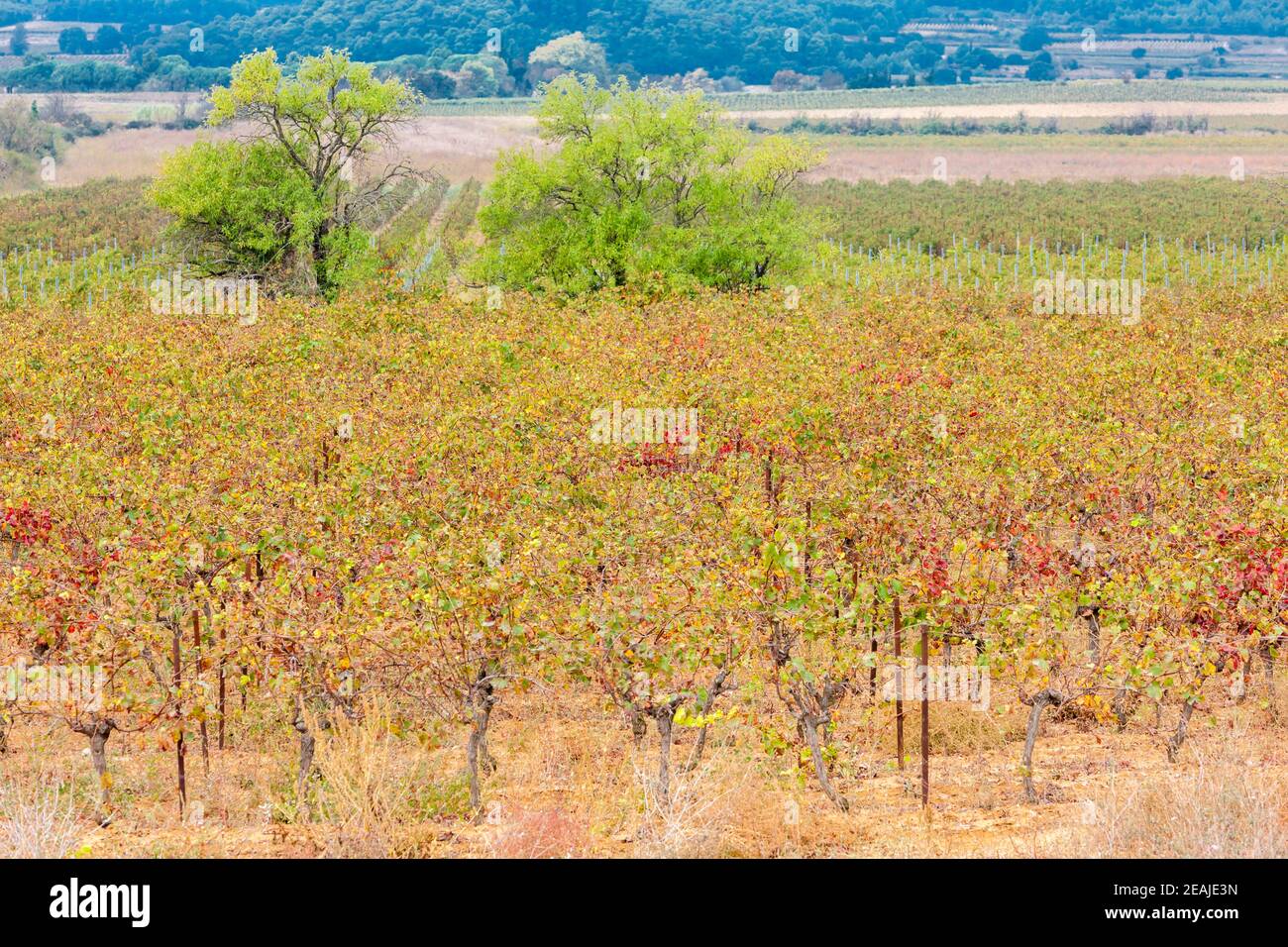 Weinberge im Herbst in der Provence, Frankreich Stockfoto