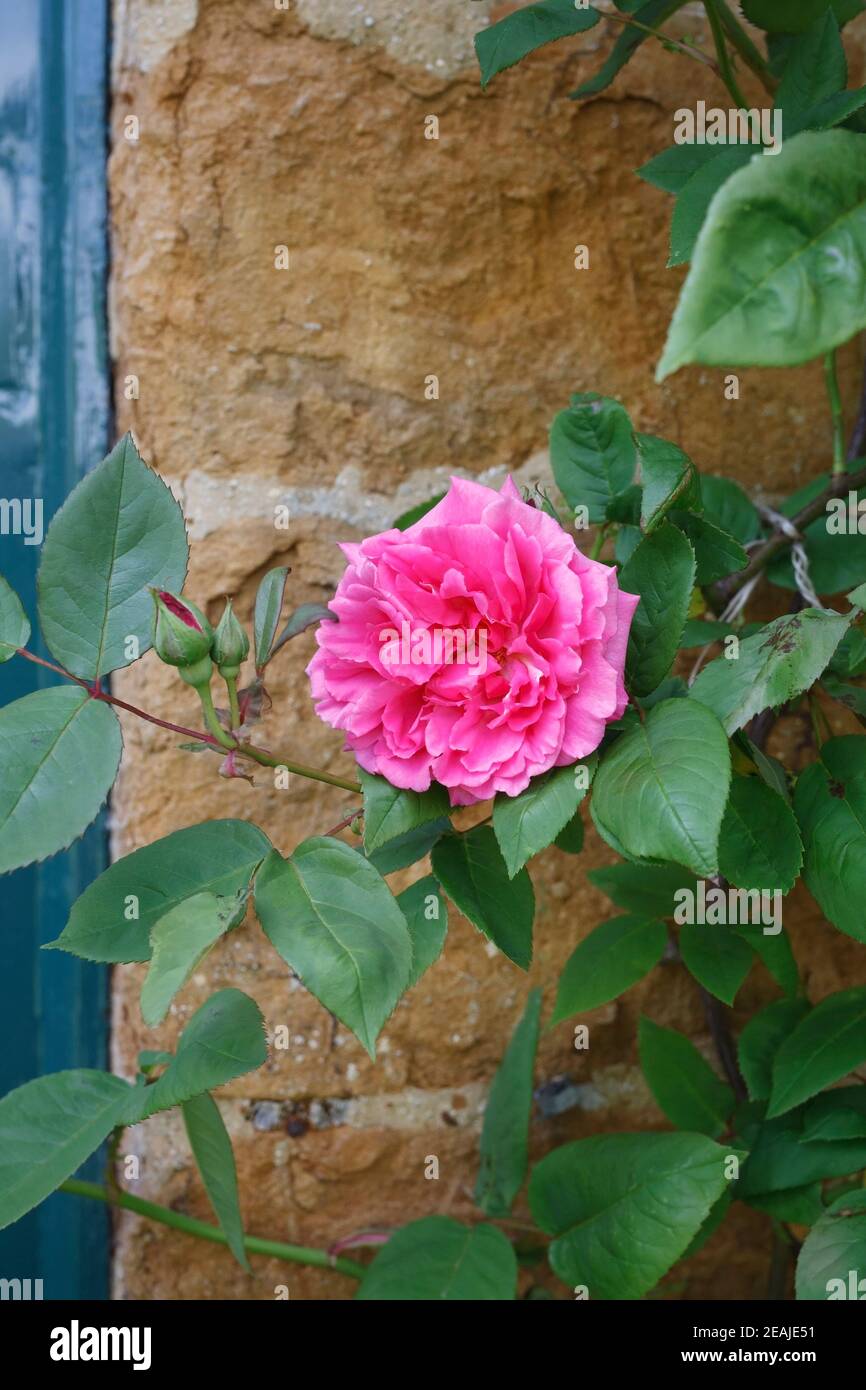 Rosa. Kletternde Rosa Rose wächst gegen eine Eisensteinmauer. Stockfoto