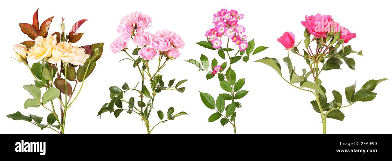 Auswahl an verschiedenen Rosenblüten Stockfoto