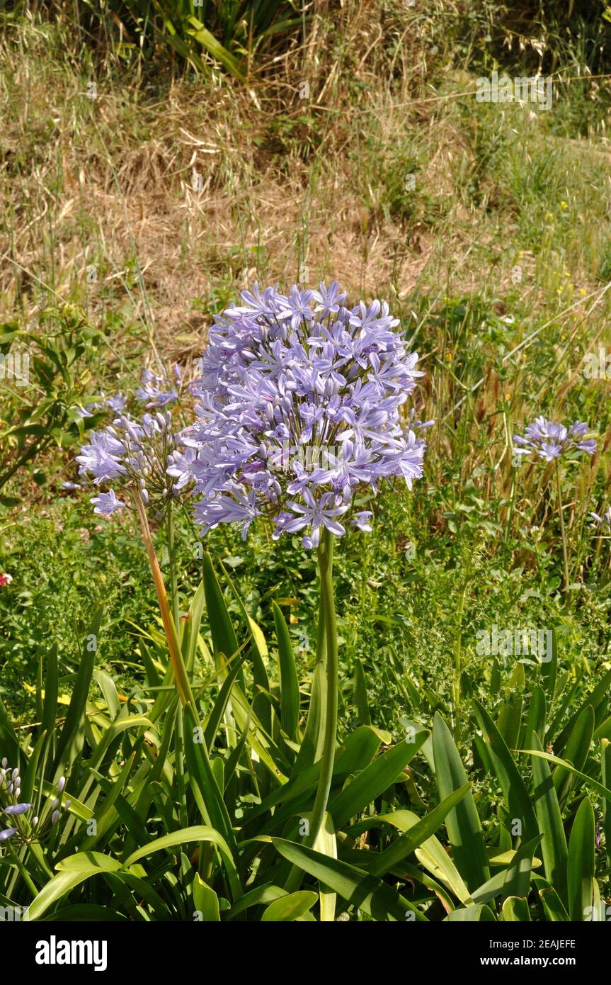 Blauer Agapanthus in einem Garten Stockfoto