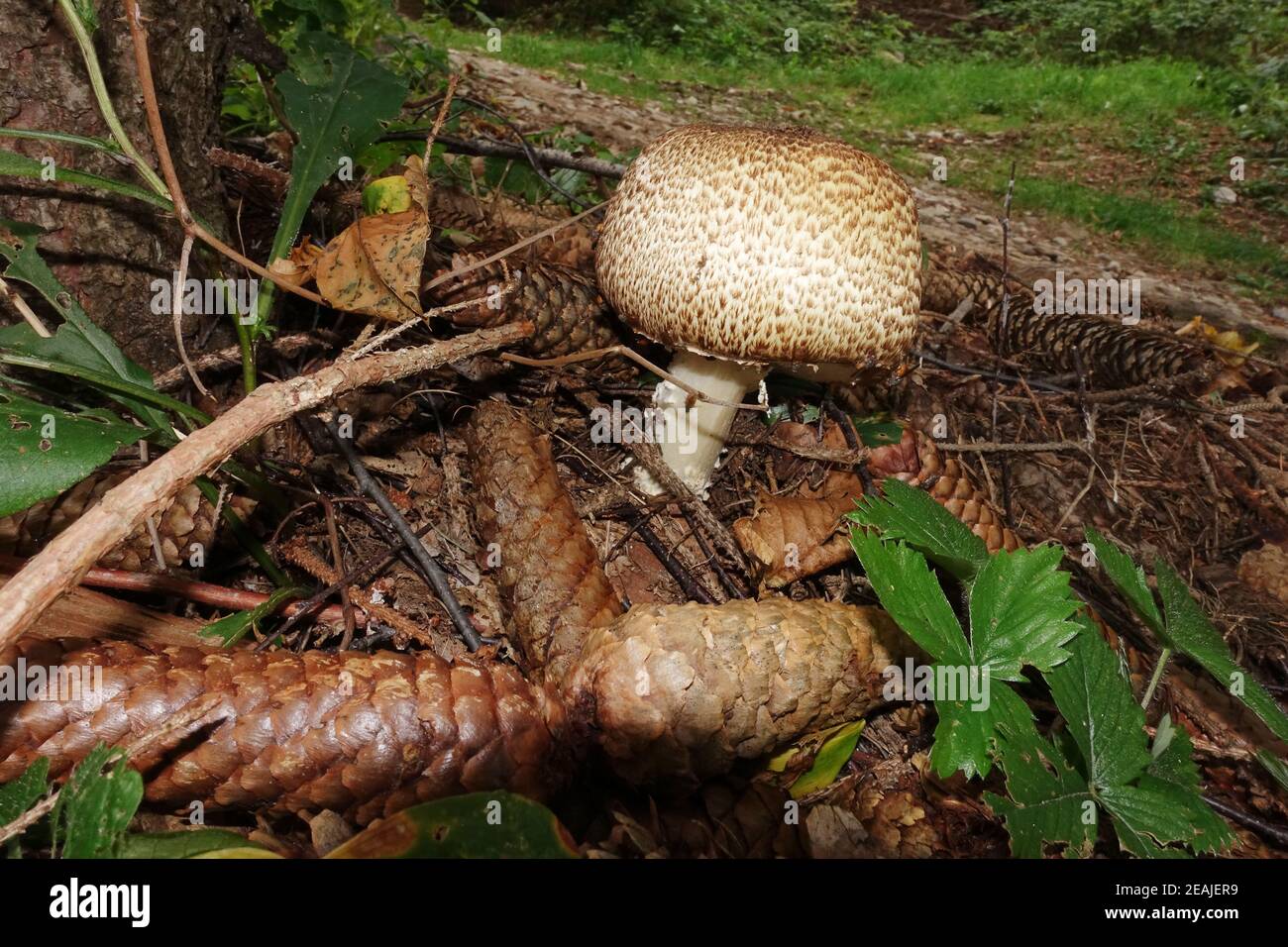 Riesen-Champignon (Agaricus augustus) oder Riesen-Egerling Stockfoto