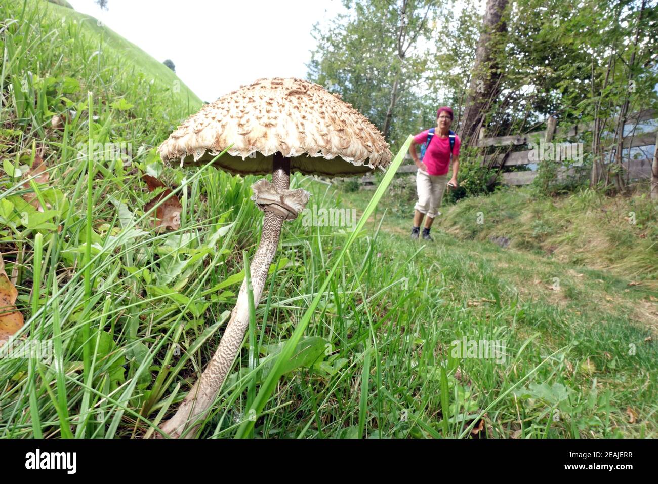 Pilz in der wiese Fotos und Bildmaterial in hoher Auflösung Alamy