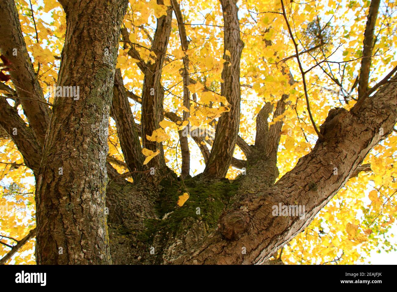 Blick in die Baumkrone einer Linde im Herbst Stockfoto