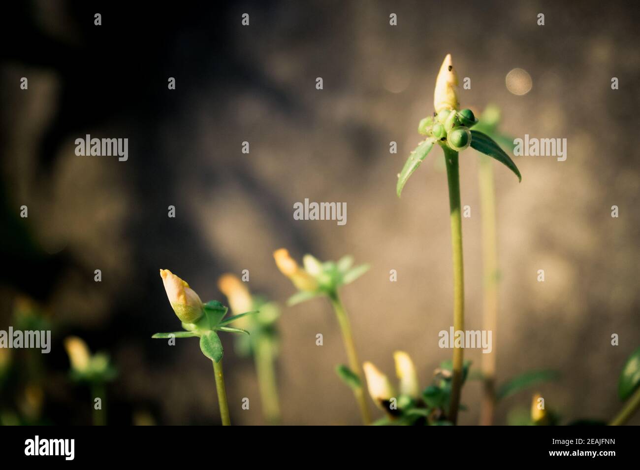 Blütenknospe im Begriff, Vulva zu blühen. Zarte flauschige Mohnblüten Knospensamen blühen im Garten in der Morgensonne kurz vor der Blüte. Natürlicher Hintergrund für den Frühling. Schönheit in der Natur. Fokus auf Vordergrund. Stockfoto