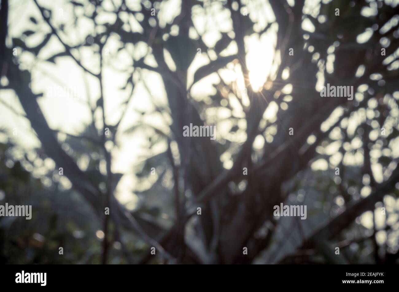 Morgensonne durch Baumblätter. Blur Forest Bush Waldlandschaft im Vordergrund Silhouette von hinten beleuchtet hellen Sonnenstrahl. Schönheit in der Natur Abstraktes Thema Hintergrundbild. Speicherplatz kopieren. Stockfoto