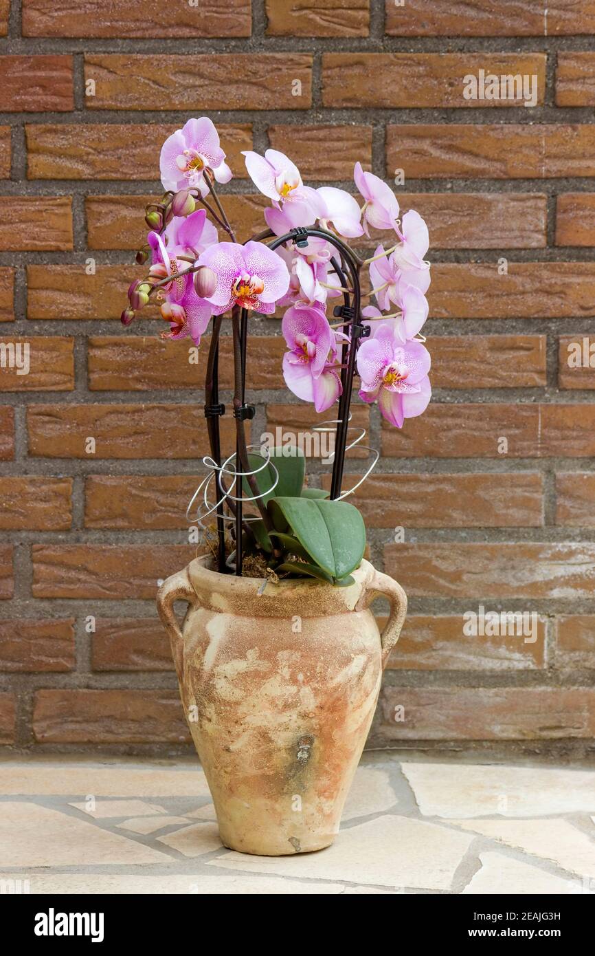 Schöne rosa Orchidee in einem Blumentopf - phalaenopsis Stockfoto