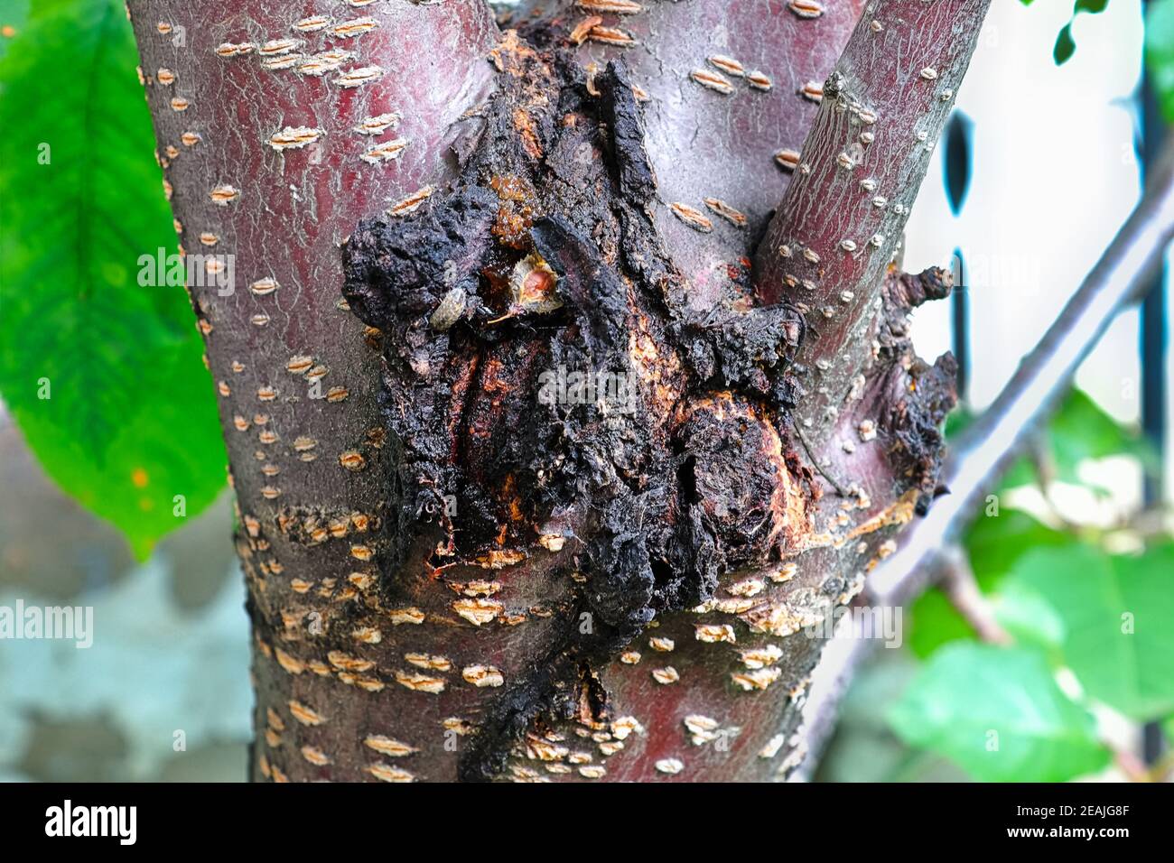 Der eisternde Bakterienkanker wund auf einem Kirschbaum Stockfoto