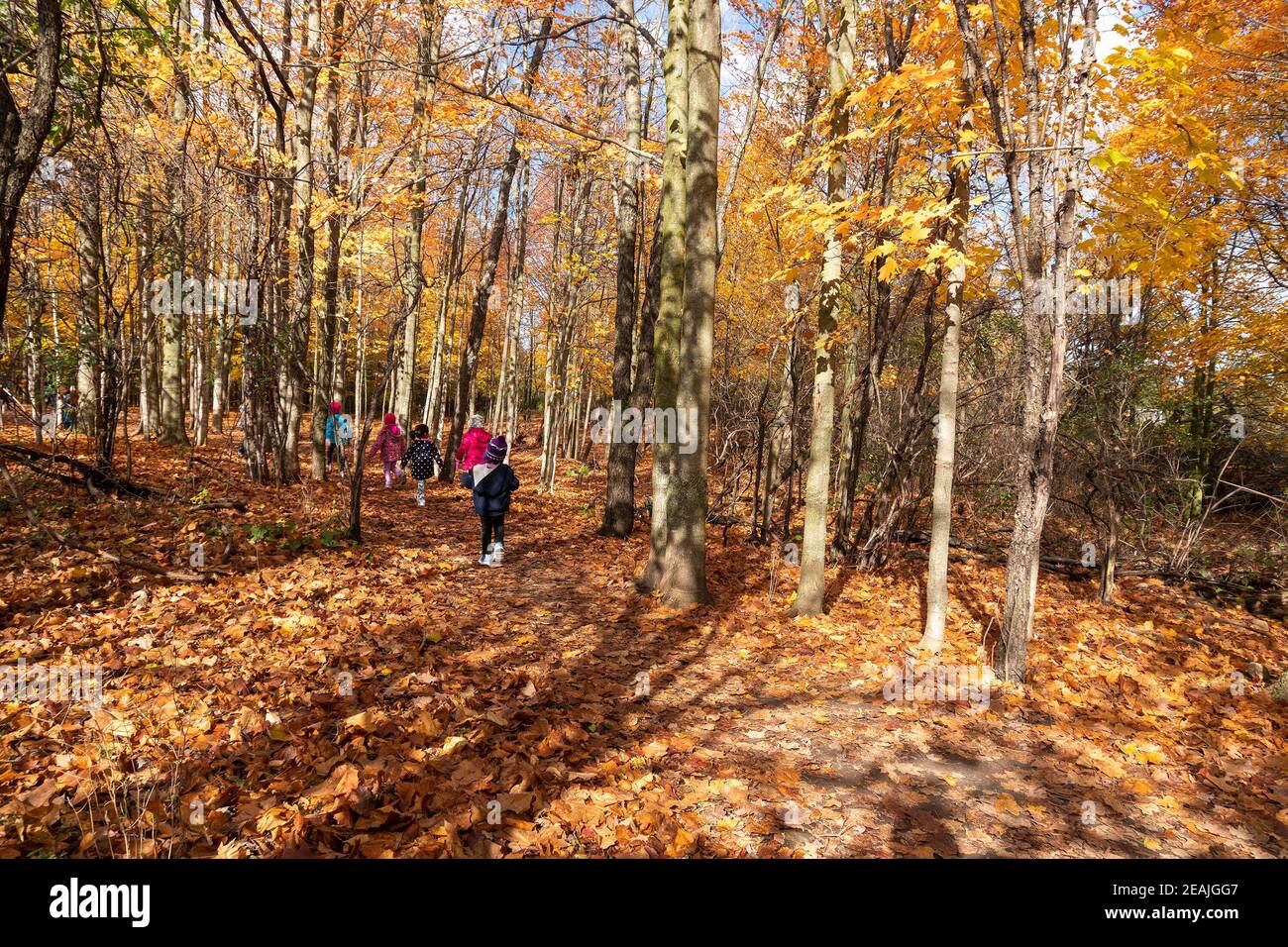 Ausflug für Kinder im Herbstwald Stockfoto