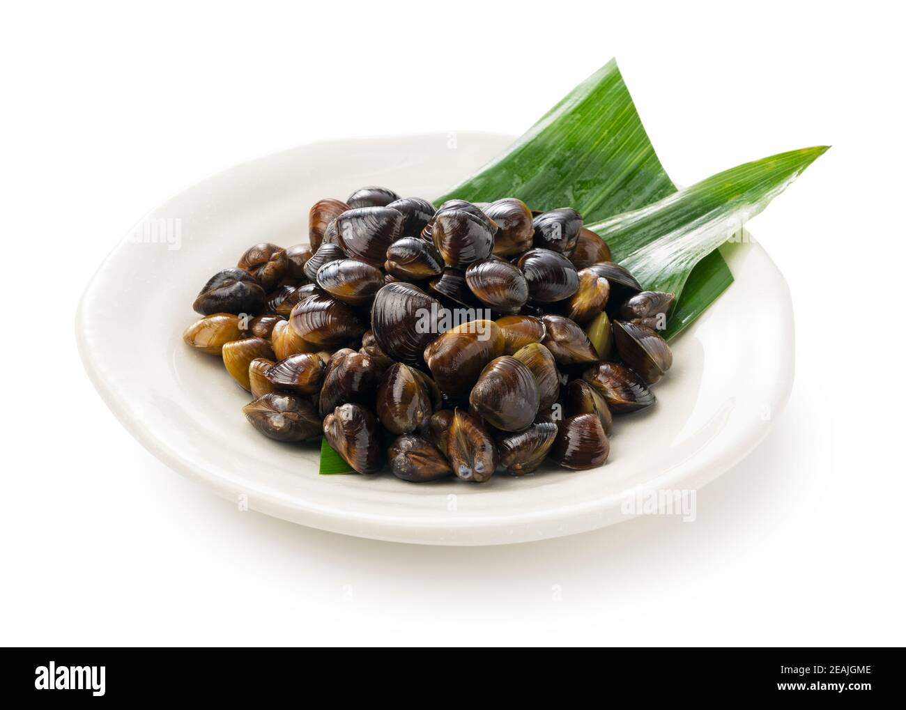 Eine Frischwassermuschel auf weißem Hintergrund Stockfoto