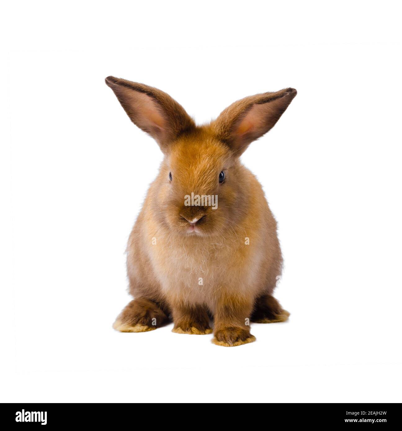 Braun niedlichen Kaninchen auf weißem Hintergrund. Stockfoto