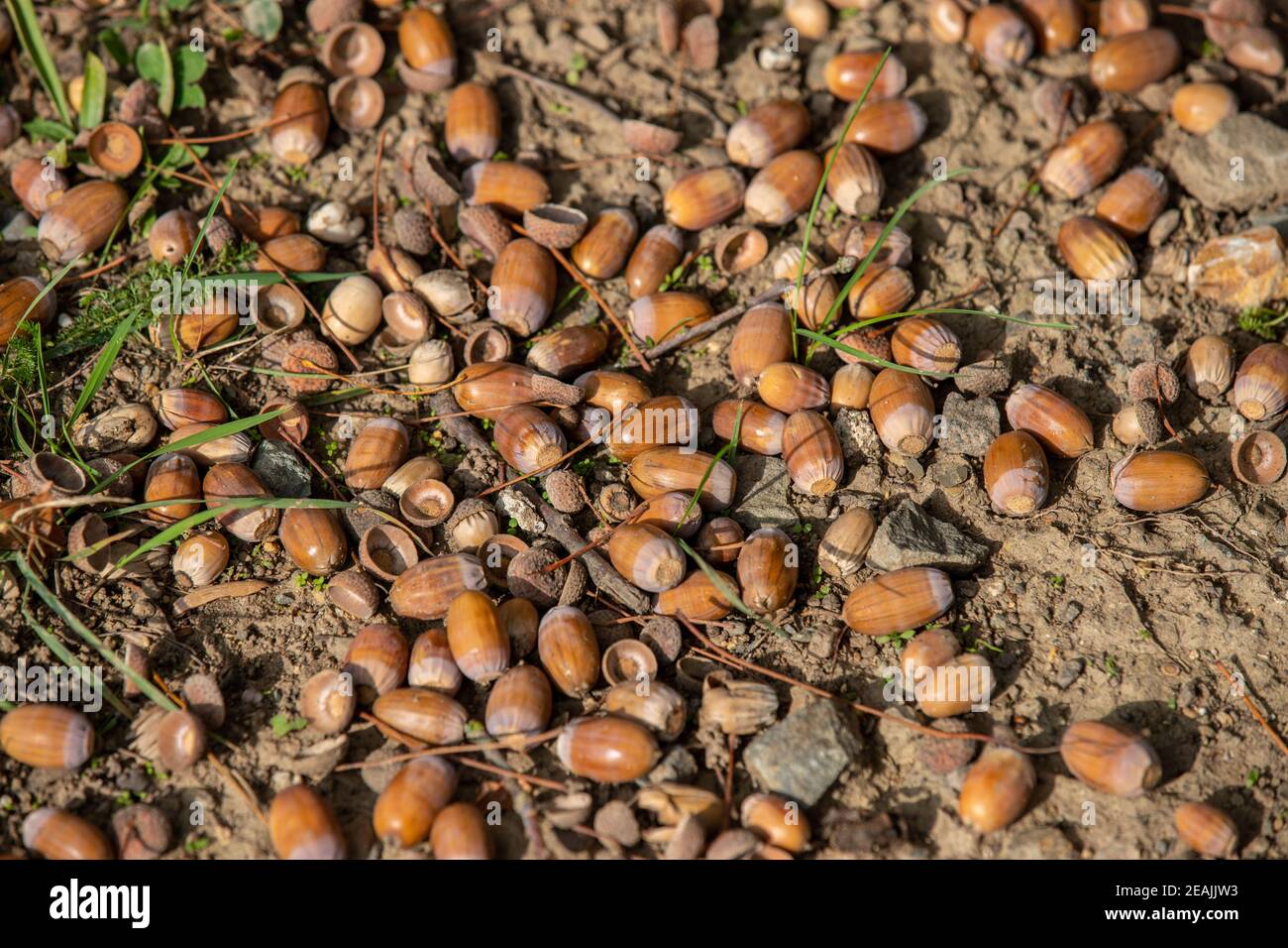 Reife Eicheln liegen auf dem Boden Stockfoto