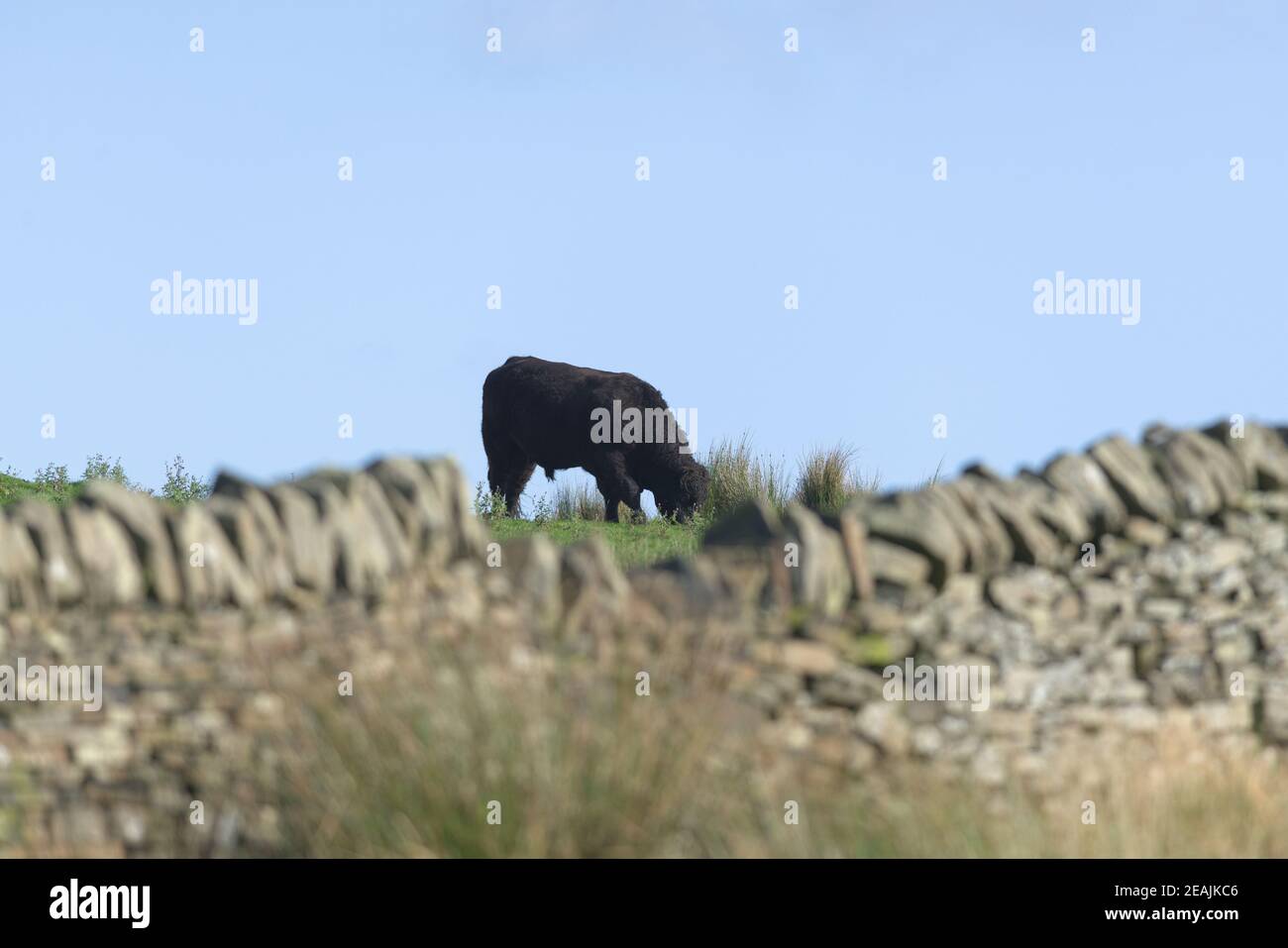 Eine große einfarbige schwarze Bullenkuh wird durch grasen gesehen Ein Loch in der Wand Stockfoto