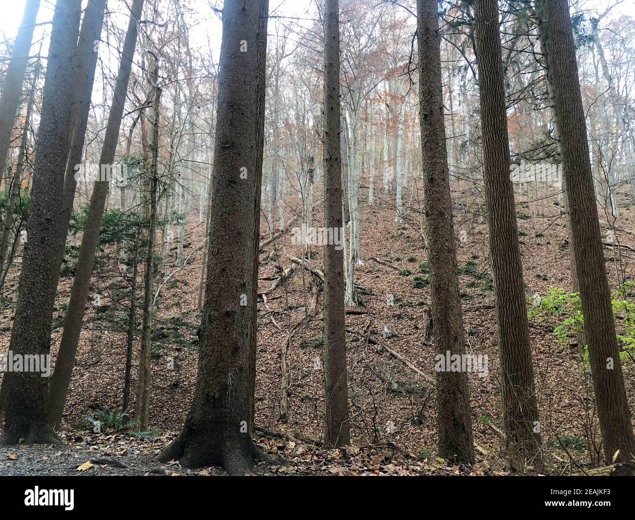 Waldhang von weißen Birken bewacht von Reihe Robuste Unterhosen Stockfoto