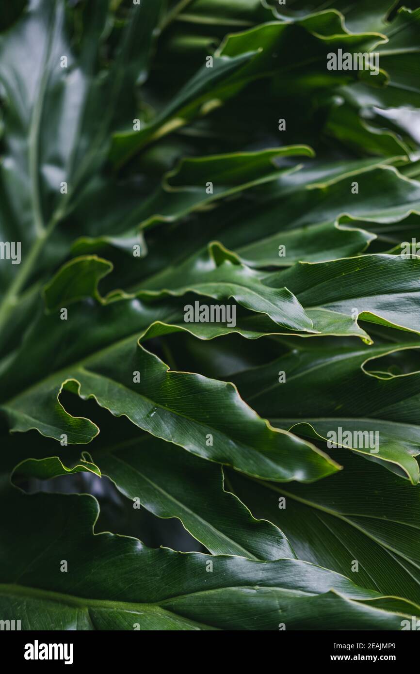 Tropische Blätter von Monstera, Hintergrund von Blättern, natürliche Tapete Stockfoto