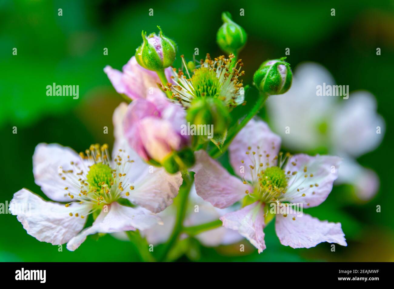 Framboise Blütenköpfe während der Sprintime. Makroaufnahme, Detailaufnahme und Nahaufnahme Stockfoto