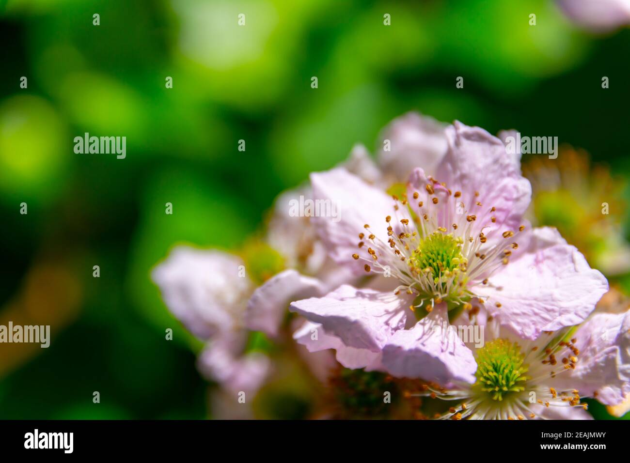Framboise Blütenköpfe während der Sprintime. Makroaufnahme, Detailaufnahme und Nahaufnahme Stockfoto