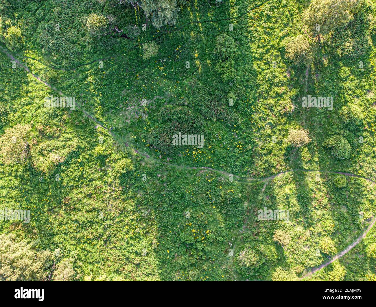 Luftaufnahme des Naturgebiets mit Gras, Bäumen, Wanderwegen und Tierwegen Stockfoto