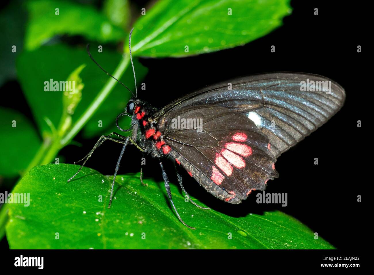 Garten schmetterlinge Fotos und Bildmaterial in hoher Auflösung Alamy