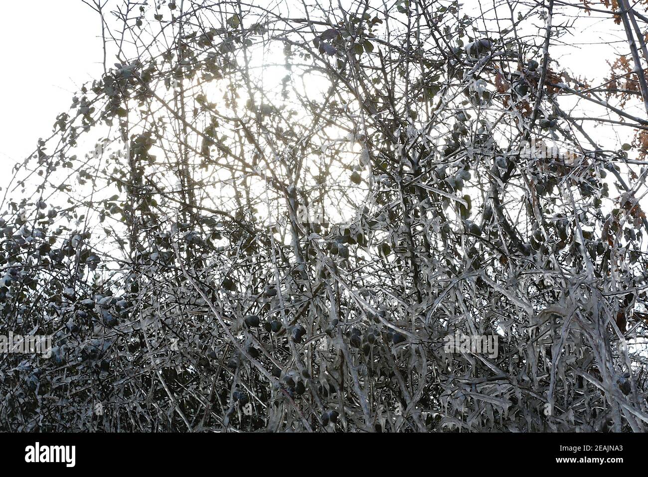 Ashford, Kent, Großbritannien. Februar 2021, 10. UK Wetter: Mitten in Storm Darcy bilden sich auf Hecken auf der A28 Ashford Road zwischen Bethersden und High Halden in Kent erstaunliche Straßeneiszapfen. Foto-Kredit: Paul Lawrenson/Alamy Live Nachrichten Stockfoto