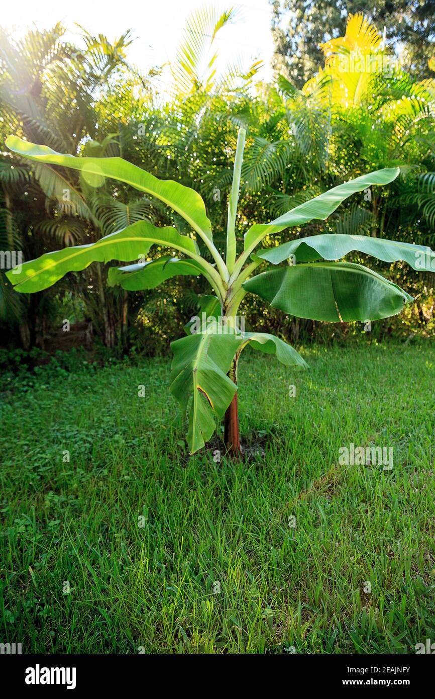 Junger Bananenbaum Stockfotos Und Bilder Kaufen Alamy