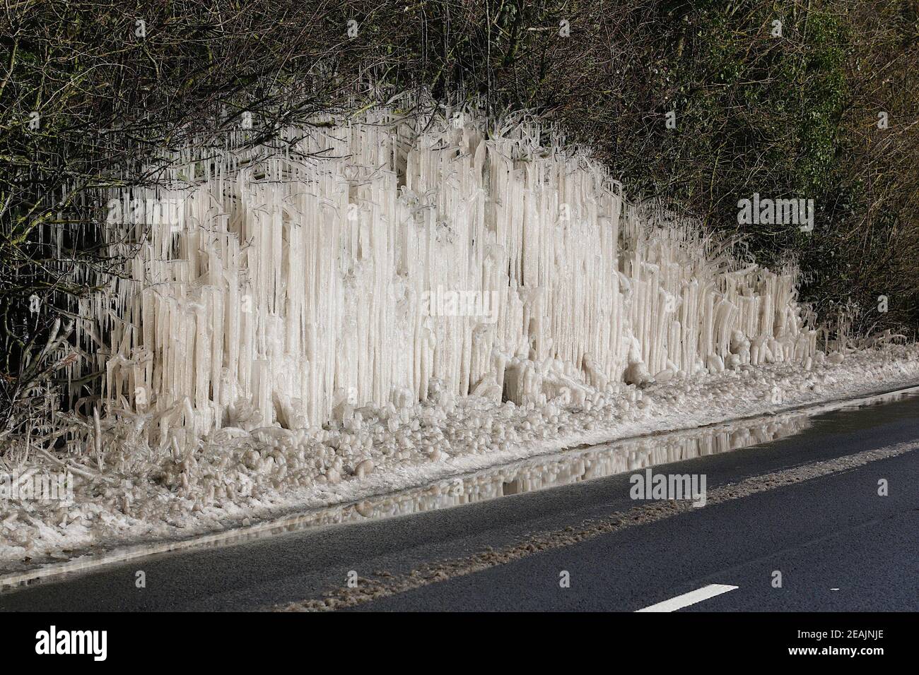 Ashford, Kent, Großbritannien. Februar 2021, 10. UK Wetter: Mitten in Storm Darcy bilden sich auf Hecken auf der A28 Ashford Road zwischen Bethersden und High Halden in Kent erstaunliche Straßeneiszapfen. Foto-Kredit: Paul Lawrenson/Alamy Live Nachrichten Stockfoto