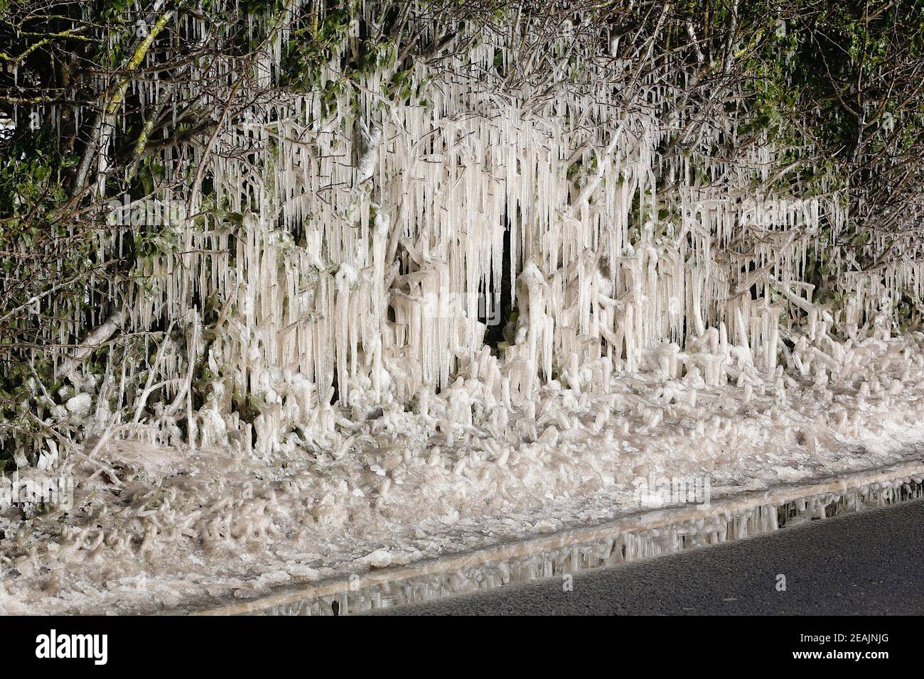 Ashford, Kent, Großbritannien. Februar 2021, 10. UK Wetter: Mitten in Storm Darcy bilden sich auf Hecken auf der A28 Ashford Road zwischen Bethersden und High Halden in Kent erstaunliche Straßeneiszapfen. Foto-Kredit: Paul Lawrenson/Alamy Live Nachrichten Stockfoto