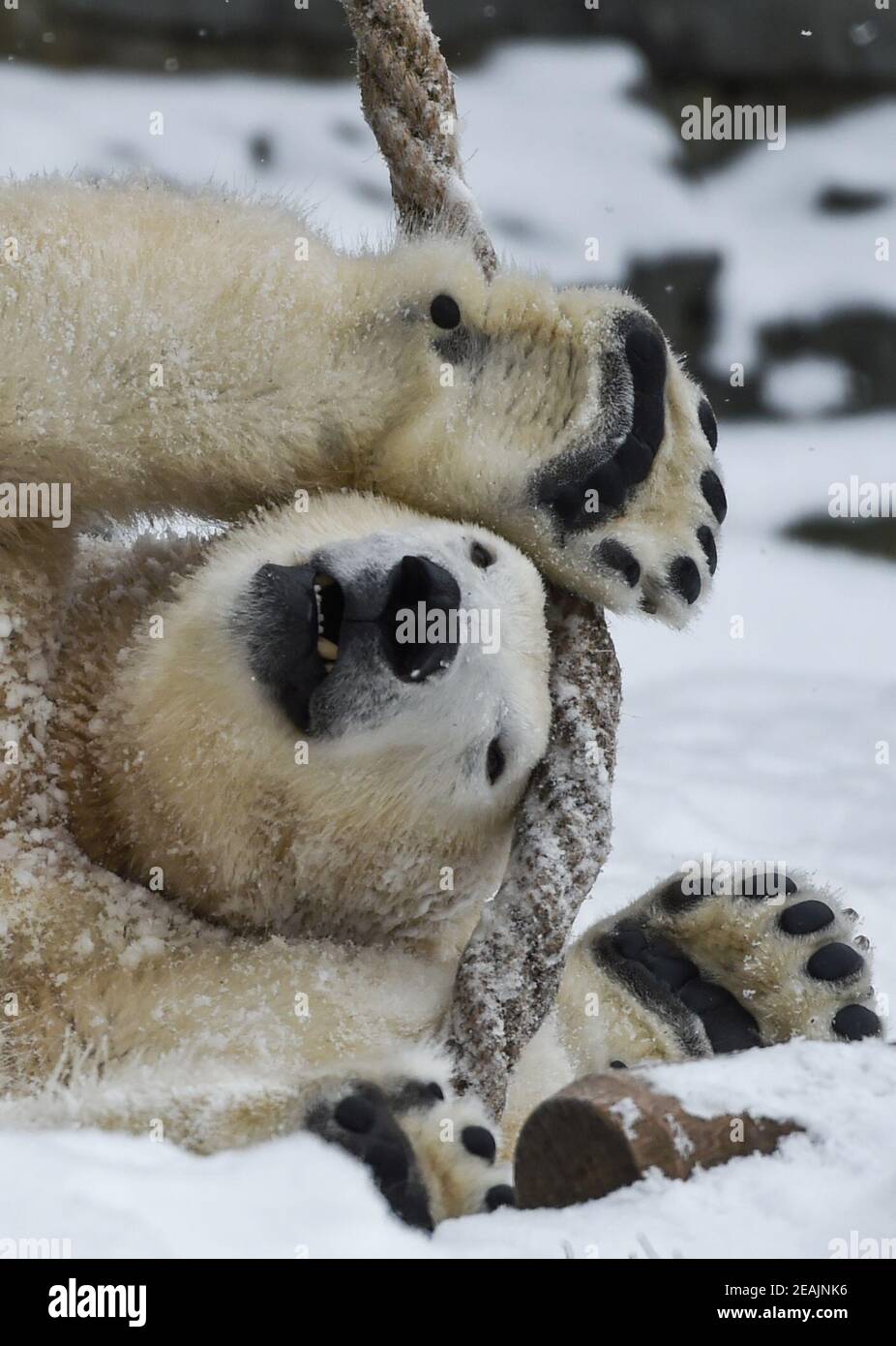 Berlin, Deutschland. Februar 2021, 09th. Die zweijährige Eisbärin Hertha spielt mit ihren Pfoten am Seil im Berliner Zoo. Quelle: Kira Hofmann/dpa-Zentralbild/ZB/dpa/Alamy Live News Stockfoto