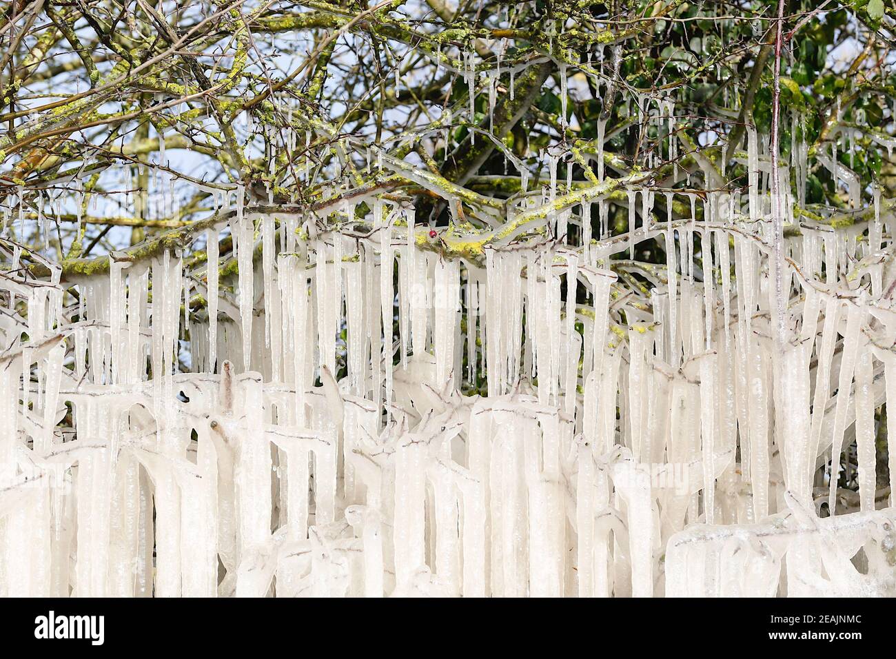 Ashford, Kent, Großbritannien. Februar 2021, 10. UK Wetter: Mitten in Storm Darcy bilden sich auf Hecken auf der A28 Ashford Road zwischen Bethersden und High Halden in Kent erstaunliche Straßeneiszapfen. Foto-Kredit: Paul Lawrenson/Alamy Live Nachrichten Stockfoto