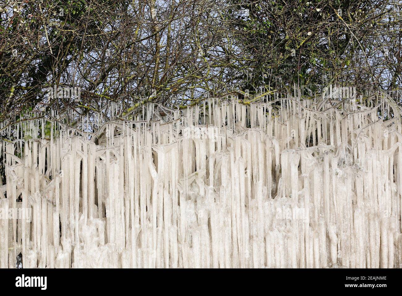 Ashford, Kent, Großbritannien. Februar 2021, 10. UK Wetter: Mitten in Storm Darcy bilden sich auf Hecken auf der A28 Ashford Road zwischen Bethersden und High Halden in Kent erstaunliche Straßeneiszapfen. Foto-Kredit: Paul Lawrenson/Alamy Live Nachrichten Stockfoto